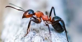 ساخت نانودستگاه با هدف ورود به بدن انسان و شناسایی  بیماری های داخلی