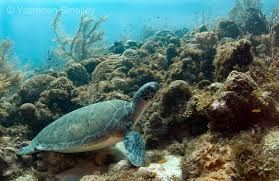 بزرگترين منطقه حفاظت‌شده دريايي جهان