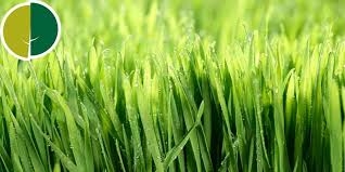 اسپري گندم زا، دستاورد علمي محققان انگليسي