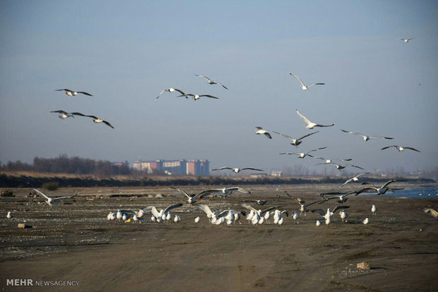 خشك شدن تالاب ميانكاله مازندران