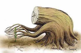 بركندن ريشه ها و نه بريدن شاخه ها