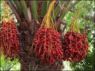 جشنواره خرما در استان الجوف  عربستان سعودي