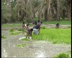 وضعیت اسفناک برنجکاران وفریاد آی دزد نماینده مجلس آخوندی