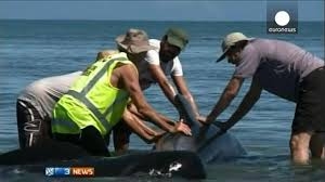 گرفتار شدن حدود دويست نهنگ خلبان در سواحل نيوزيلند