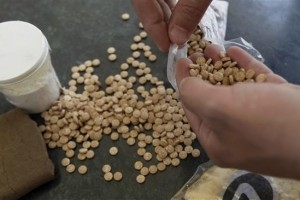 تروریستها تحت تاثیر مواد مخدر عمل می کنند